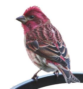 Two very similar-looking birds, the House Finch and the Purple Finch, share this month s