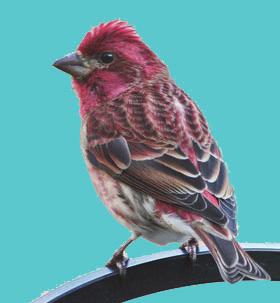 You ll have to get close to tell them apart; the House Finch s red is more vivid, and its top