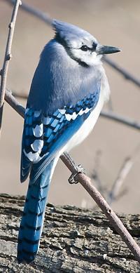 What is the Great Backyard Bird Count? Blue Jay, Michele Black, OH The 2014 GBBC will take place Friday, February 14, through Monday, February 17. Please join us for the 17th annual count!