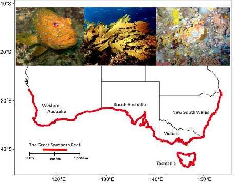 The Great Southern Reef Just as the Great Barrier Reef (GBR) is recognised as an entity made up of more than 2900 individual reefs dominated by corals, Australia s temperate reefs should be