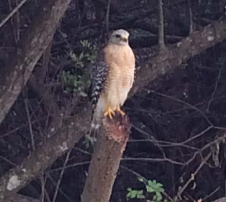 ON THE RANCH NEWSLETTER MAY 5, 2017 WWW.PALMERRANCH.NET Birding on Palmer Ranch This week s photo is of a Juvenile Red Shouldered Hawk seen visiting the grounds of Mira Lago on Palmer Ranch.