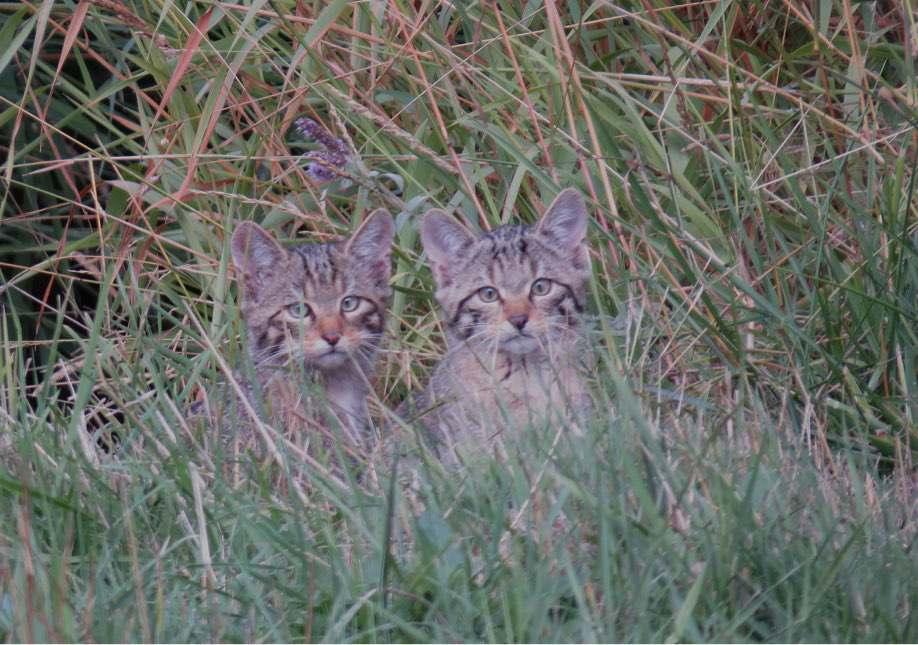 The Wildcat kittens seen on