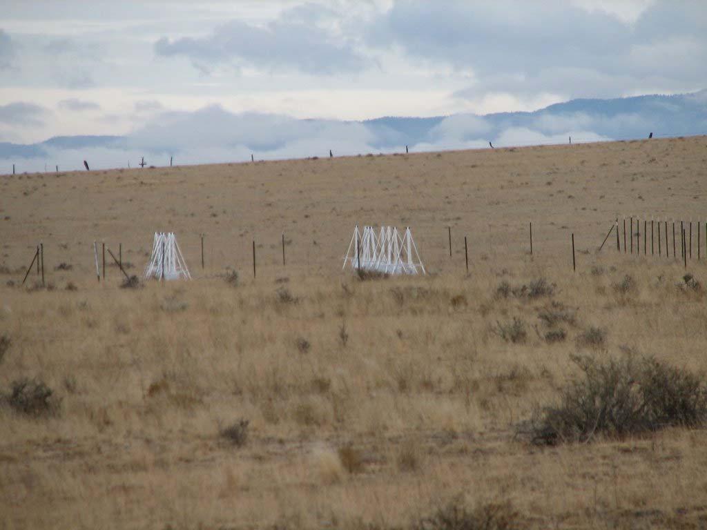 Figure 4: View from fenced LWDA site of RTA-2 antennas at eastern outlier location.