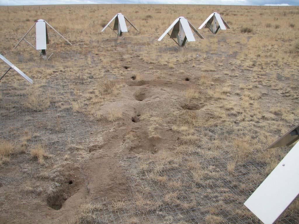 Figure 8: Example of digging activity near the center of the LWDA site.