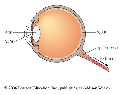 Refraction Focusing Light Refraction is the bending of light Eye uses refraction