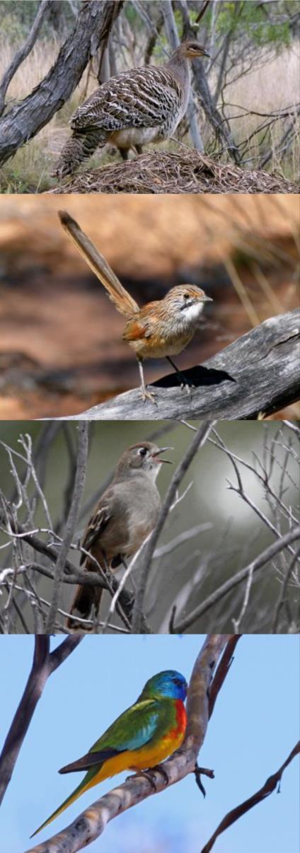 ITINERARY Magic of the Mallee birding tour Day 1 (27 Nov / 23 Feb): You ll be picked up early from your hotel in the Adelaide city centre or near the airport (please ensure you ve had breakfast