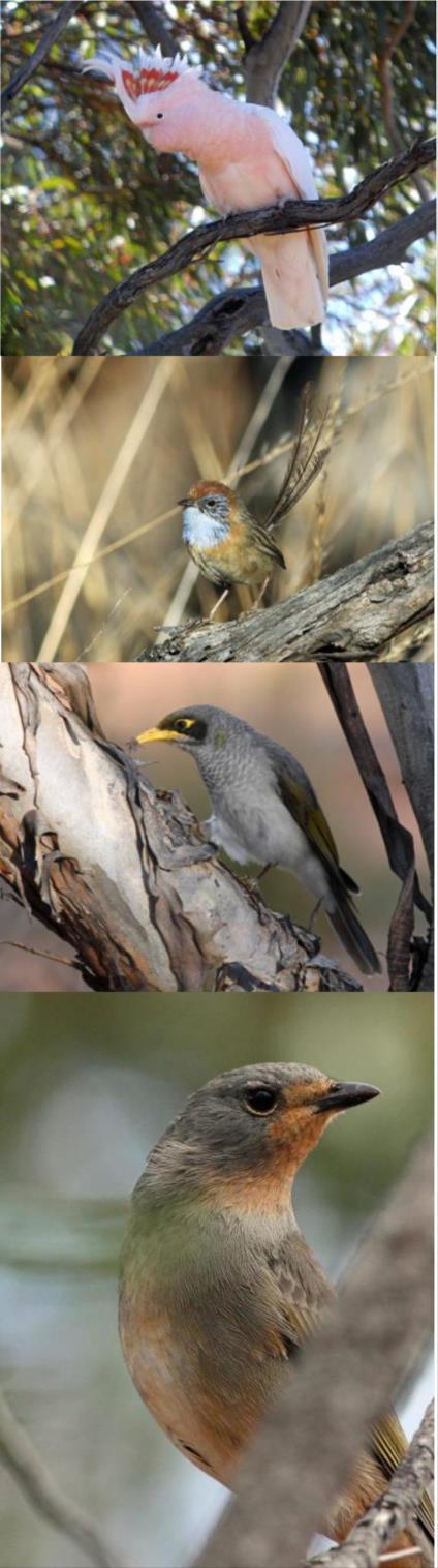 Magic of the Mallee birding tour Day 4 (30 Nov / 26 Feb): We ll spend most of the day at Birdlife Australia s Gluepot Reserve.