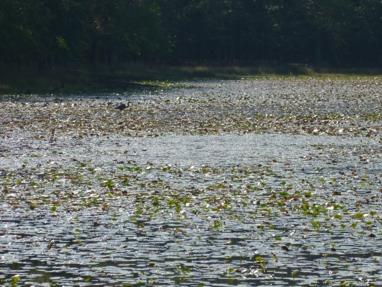 For example, we saw a Blue Heron fly by next to the water and