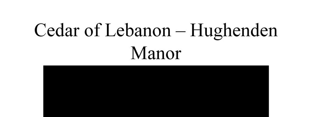 Cedar of Lebanon Hughenden