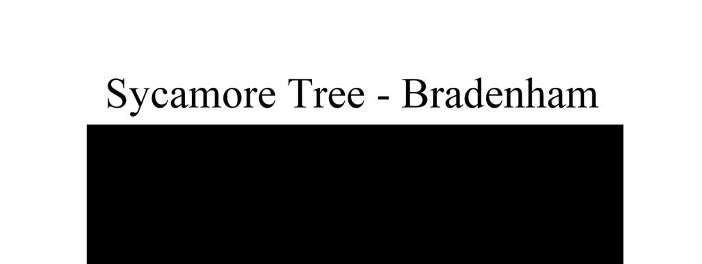 Sycamore Tree Bradenham