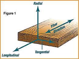 Orientation Trunk is pseudo-cylindrical (slightly tapered) Three directions: Longitudinal Radial