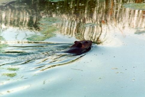 160 The Olentangy River Wetland Research Park Figure 3. Photograph of the beaver that resided in the eperimental wetlands, May-June 1998.