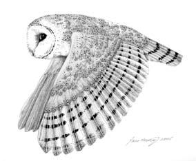 Barn Owl Tyto alba 1. INTRODUCTION The barn owl occurs throughout much of Great Britain, the Isle of Man, and Ireland.