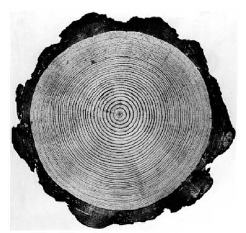 Cross section of pine log showing growth rings.