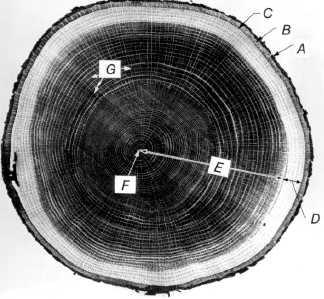 X-section of tree: Bark, Wood, Branches, and Cambium Cross section of white oak tree trunk: (A) outer bark (dry dead tissue): outer corky dead part (A), whose thickness varies greatly with species