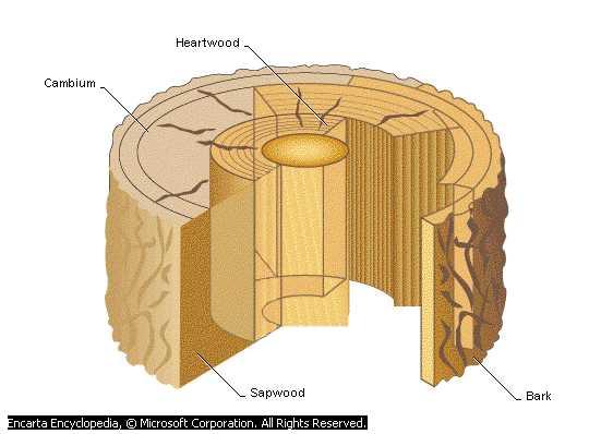 In general, heartwood consists of inactive cells that function in either water conduction or food storage.