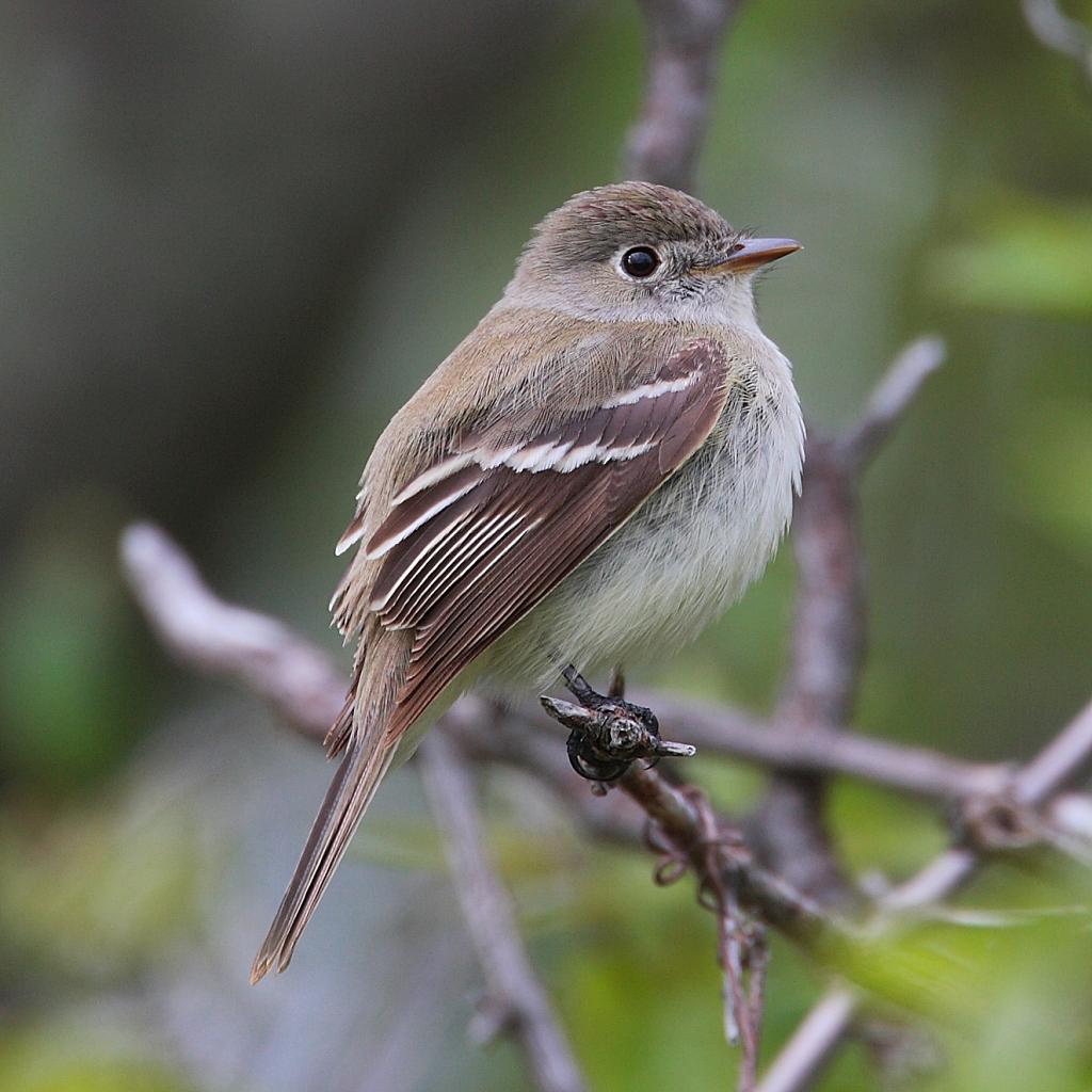 Name Least Flycatcher: The Least Flycatcher prefers to live in semi-open, midsuccessional forests.