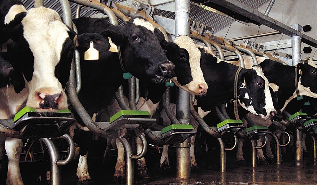 The Magnum 90i stall automatically provides pre-indexed cow positioning, allowing the operator to start prepping cows as soon as they load.