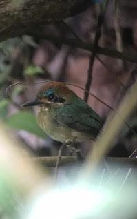 We also found a male and female Red-crowned Ant-Tanager and a very cooperative Broad-billed Motmot perched to dry off.