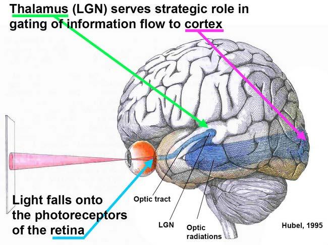 Visual pathway* Via the optic nerve (or tract) the visual information (can t call it an image) ends up in the right and left thalamus (lateral geniculate).