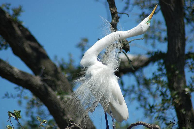 Bolinas Lagoon Heron and Egret Nesting Summary 2014 With Results from Heronries at Picher