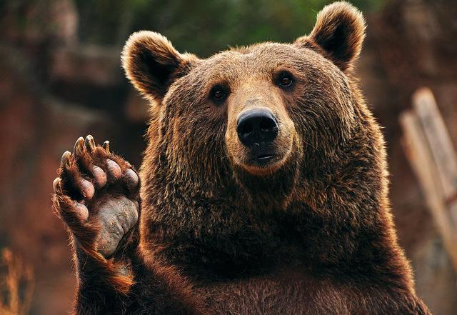 Bear /