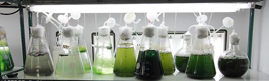 DESIGN AND DEVELOPMENT OF THE ABS POLICY OF THE SPANISH BANK OF ALGAE (GRAN CANARIA, SPAIN) Client: Marine Biotechnology Center of Universidad de Las Palmas de