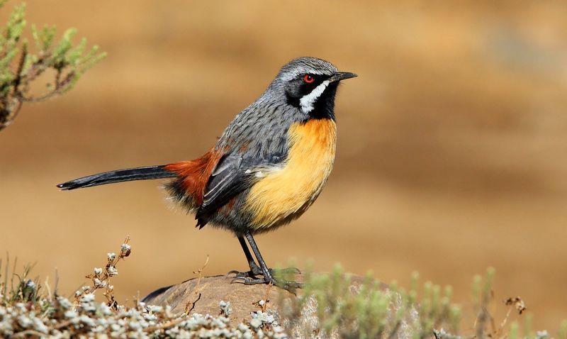 South Africa Kruger Park Bird & Wildlife Challenge 2019 - Eastern South Africa Extension 15 th to 24 th February 2019 (10 days) Drakensberg Rockjumper by Adam Riley The provinces of KwaZulu-Natal and