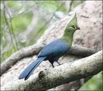This rich forest supports an exciting variety of endemics and specials, including the beautiful (but tricky) Livingstone s Turaco, Green Malkoha, Woodward s Batis, Brown Scrub Robin, Dark-backed