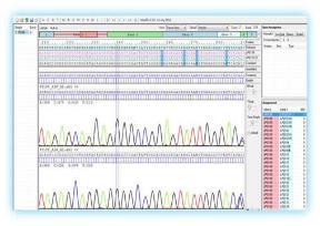 High resolution typing of HLA alleles using PCR