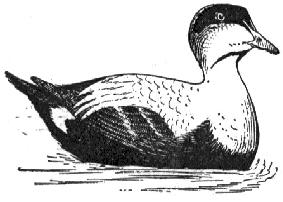 Cormorant 3 genera; 38 species almost worldwide Eiders are ducks that live on the ocean.