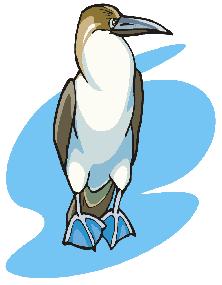Birds of the Ocean 1 Read about the 6 types of Birds of the Ocean listed below, then match them to their descriptions. albatross auklet booby cormorant eider fulmar A.