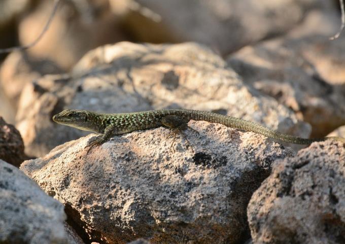 A few lizards were seen on our walks and this was the most common, interestingly it`s called the Moroccan Rock Lizard although it only occurs in Menorca!