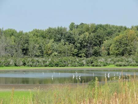 Photograph 101: Interior Wetland (Mitvalsky, USACE 2013)