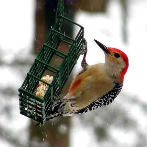 Red-bellied Woodpecker Regional Rank #13 Seen at 64% of feeders Average flock size = 1.3 Continental Rank #15 L.
