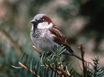 Regional Rank #6 Seen at 79% of feeders Average flock size = 8.8 Continental Rank #11 House Sparrow L.