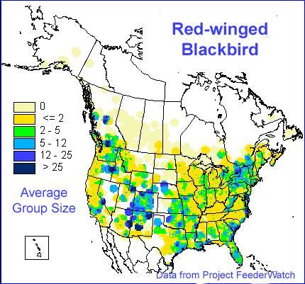 Red-winged Blackbird Regional Rank #18 Seen at 51% of feeders Average flock size = 38.8 Continental Rank #21 M.