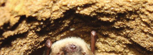 WISCONSIN DNR WISCONSIN BAT MONITORING PROGRAM Wisconsin Bat Monitoring News Special points of interest: At this point in the year, Wisconsin s bats are either leaving winter hibernacula to head to