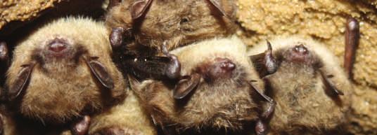 cfm Inside this issue: BATLAS Project 2 Ledge View Nature Center Bat Roost Monitoring Project Wisconsin Bat of the Month: Little Brown Bat White-nose syndrome Update Acoustic Monitoring update