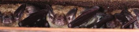 Little brown bats eat a diversity of insects including mosquitoes, flies, moths and beetles.