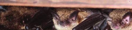. In winter, little brown bats make local long distant migrations of up to 250 miles to caves and mines around the state.