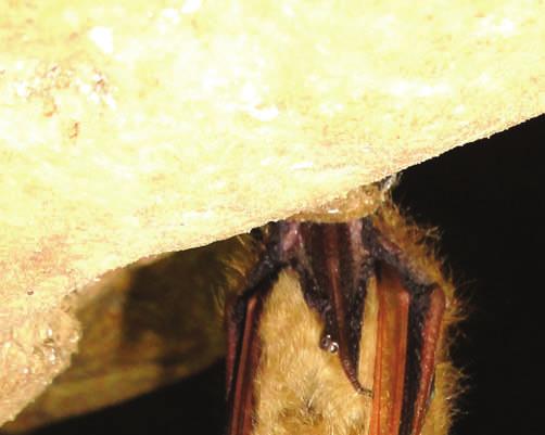 Page 4 Wisconsin Bat Monitoring News Survey Gives Wisconsin Bats a Clean Bill of Health A healthy Eastern pipistrelle hangs hibernating in a cave in southwest Wisconsin A recently completed statewide