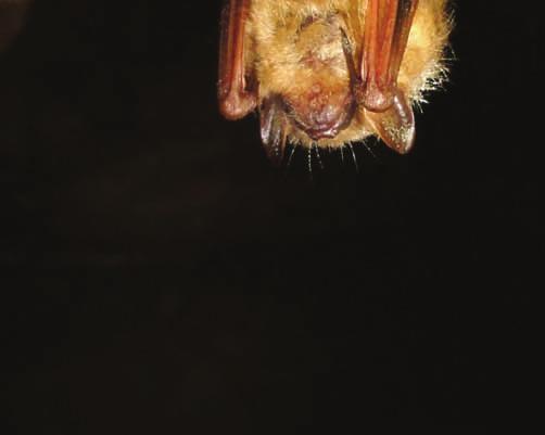 The invasive fungus currently exists in 18 states and four Canadian provinces and has been linked to the death of more than one million bats since 2007.