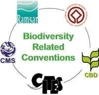 CMS Family Overview (1) The Convention on Conservation of Migratory Species of Wild Animals = CMS or Bonn Convention Umbrella Convention - CMS: 1
