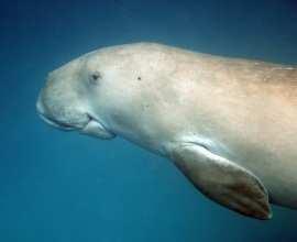Dugongs Memorandum of Understanding on Conservation and Management of Dugongs (Dugong dugon) and ir Habitats throughout ir Range Became effective in October 2007 Over 40 Range States (incl.