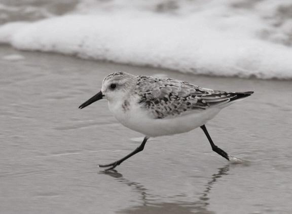 Migratory Shorebird Sanderling credit: