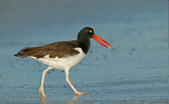 Beach-nesting Shorebird American Oystercatcher Conservation Plan in place, with gaps in NY 30-40% AMOY