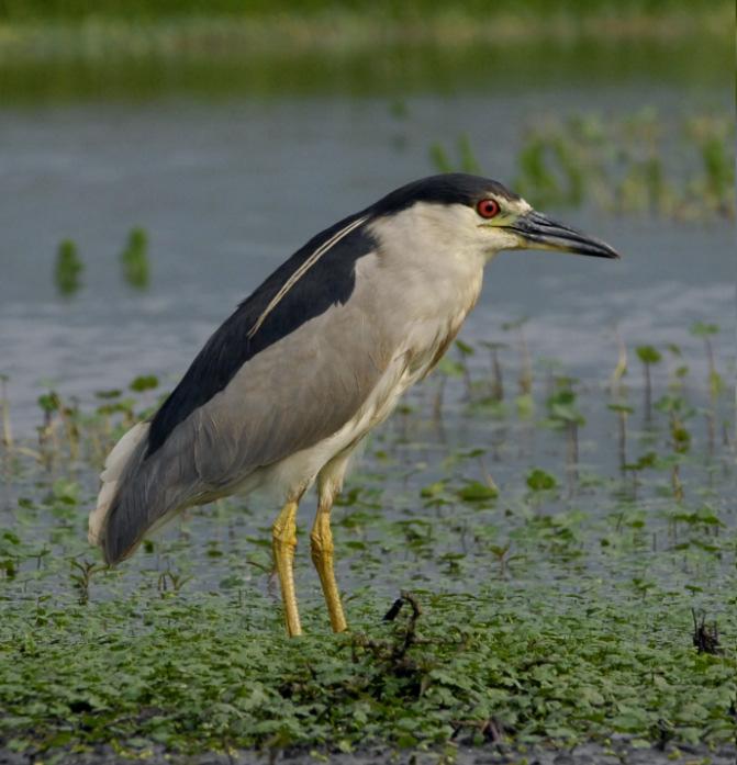 Long-legged Wading Bird Black-crowned Night-Heron Declining regionally (by 50% since 1970) Declining in NYC (884 pair) State