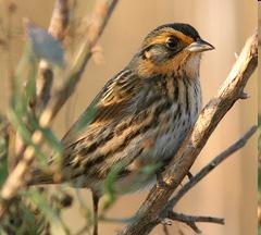Secretive Marsh Bird Saltmarsh Sparrow