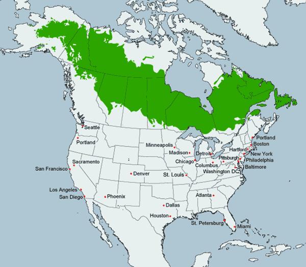 Migratory Landbird Canada Warbler Breeds